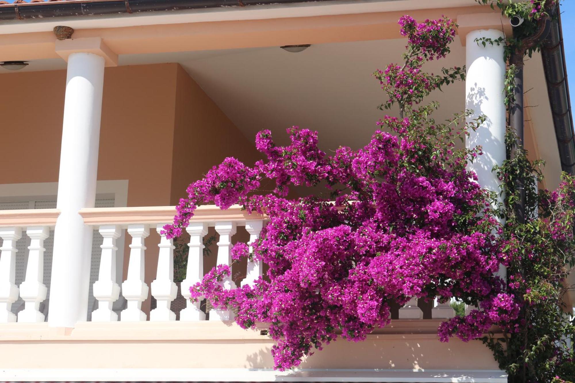Olive House Apartment Šimuni Exterior foto